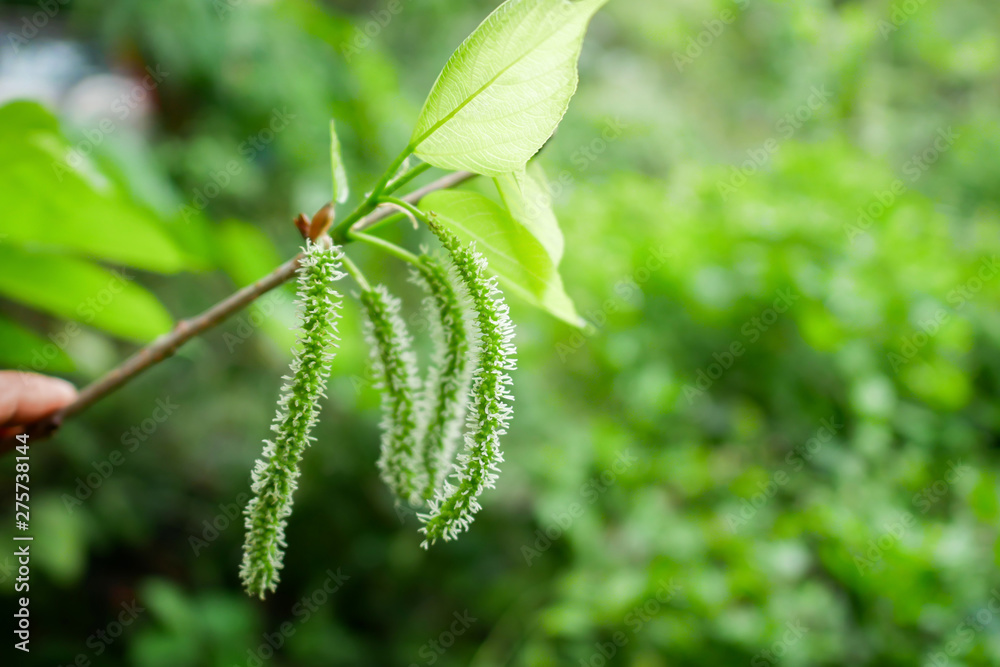 Mulberry tree. Green long fruits mulberries on the branch. Mulberry tree. Green long fruits mulberries on the branch.