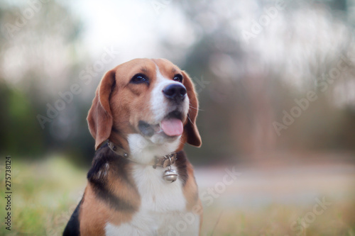 Portrait of a beagle dog sitting outdoor in the park.