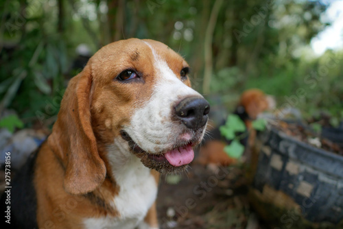 Portrait of beagle dog.