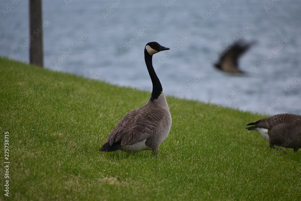 goose on field with ocean background goose on field with ocean background