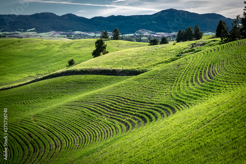 Ribbons of newly planted wheat in the Palouse region of Washington