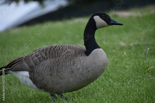 goose on field with ocean background