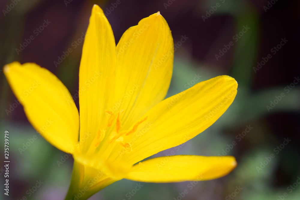 The flower of a yellow lily growing in a summer garden The flower of a yellow lily growing in a summer garden