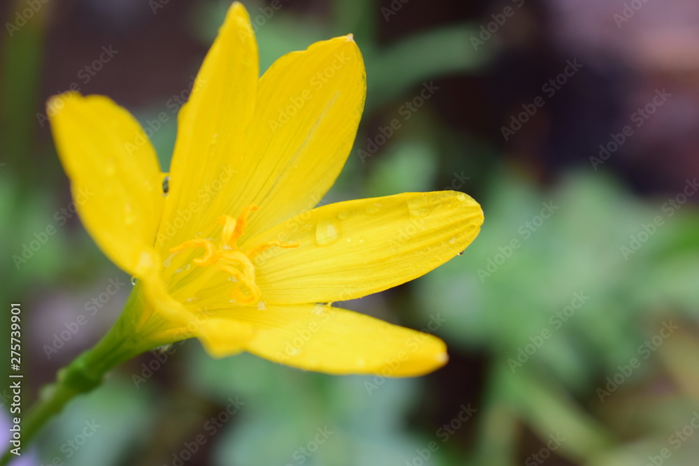 The flower of a yellow lily growing in a summer garden The flower of a yellow lily growing in a summer garden