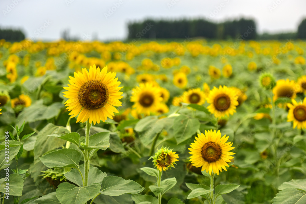 Sunflowers growing in farmland