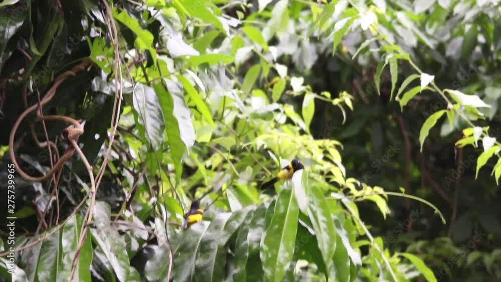 Pair of yellow birds playing in the rainforest Pair of yellow birds playing in the rainforest