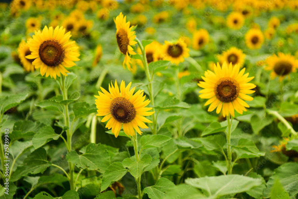 Sunflowers growing in farmland