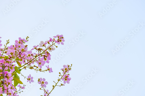 Purple flowers are blooming on trees