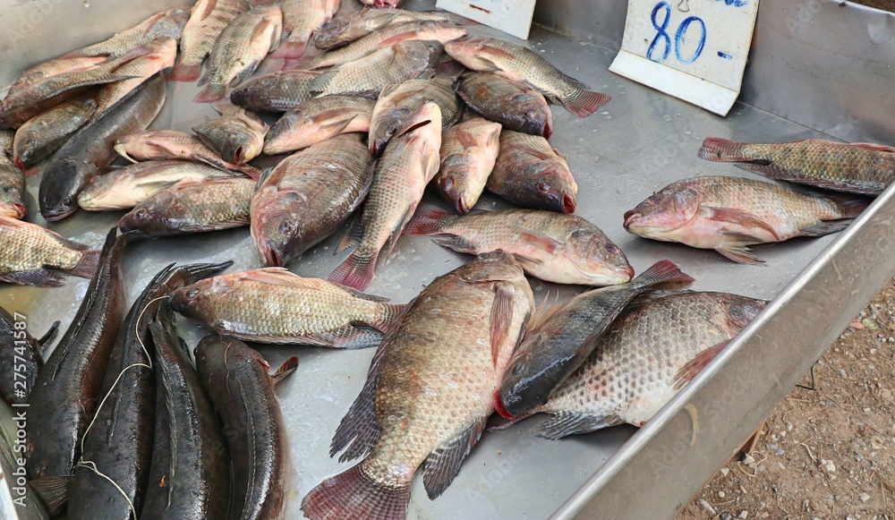 fresh fish in the market