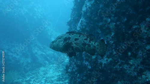 Large adult giant grouper swims around large rocks on a pinnacle in the Gulf of Thailand; Koh Tao, Thailand. photo