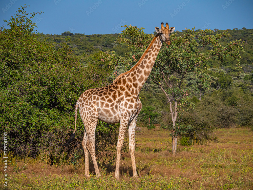 Tall Giraffe - Welgevonden