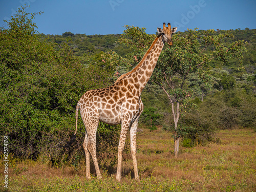 Tall Giraffe - Welgevonden