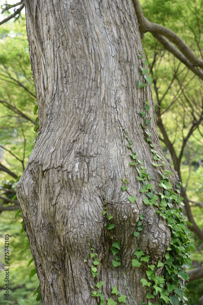 Japanese torreya / Japanese nutmeg tree / Torreya nucifera Japanese torreya / Japanese nutmeg tree / Torreya nucifera