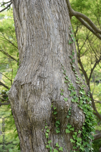 Japanese torreya / Japanese nutmeg tree / Torreya nucifera