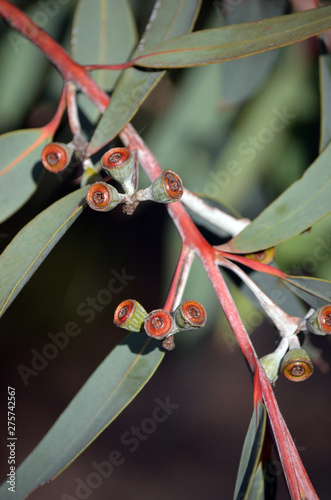 Photography Red gum nuts and blue green leaves of the rare Yellow Top Mallee Ash, Eucalyptus luehmanniana, family Myrtaceae