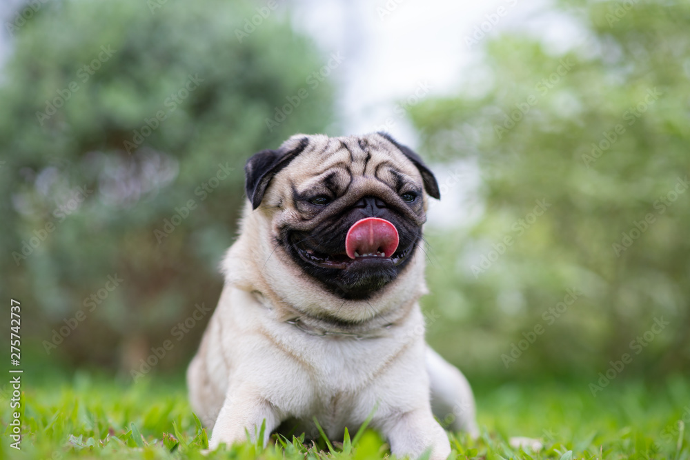Happy dog pug breed smile with funny face on green grass in garden