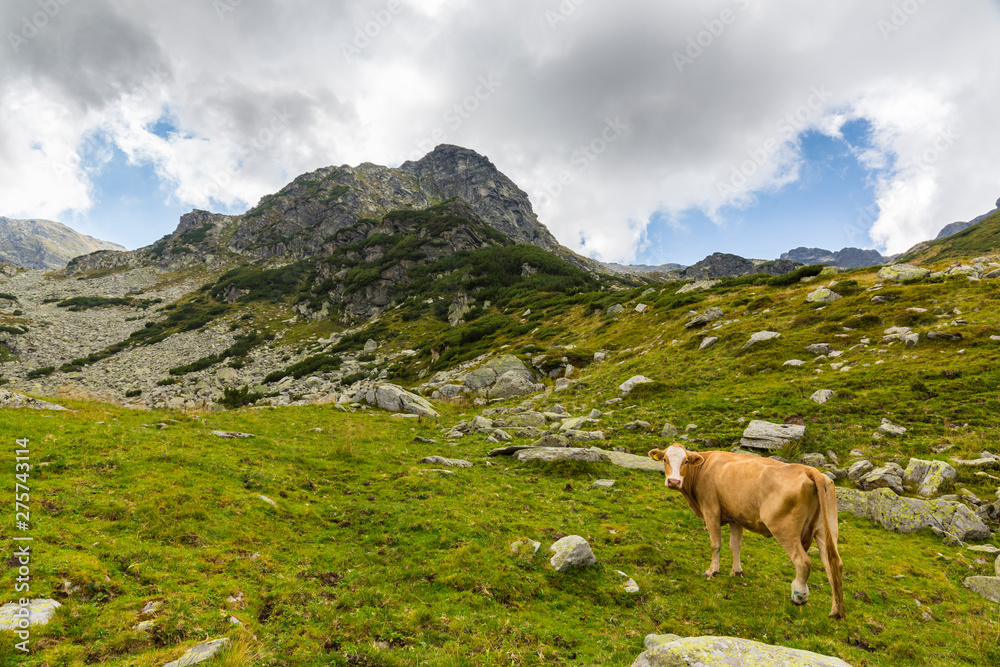 Flock of domesticated cows, grazing in natural environment, high in the mountains