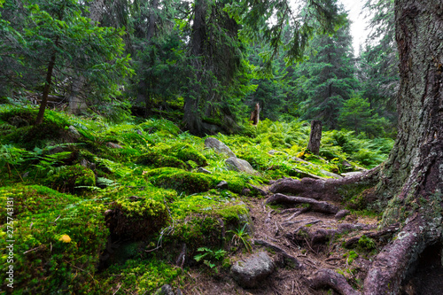 Early morning light in an alpine forest  in summer  in the Alps