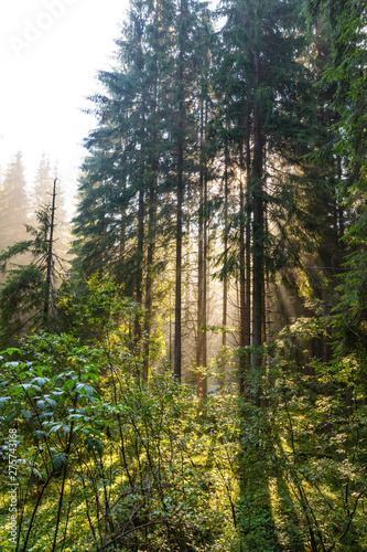 Early morning light in an alpine forest, in summer, in the Alps © Calin Tatu