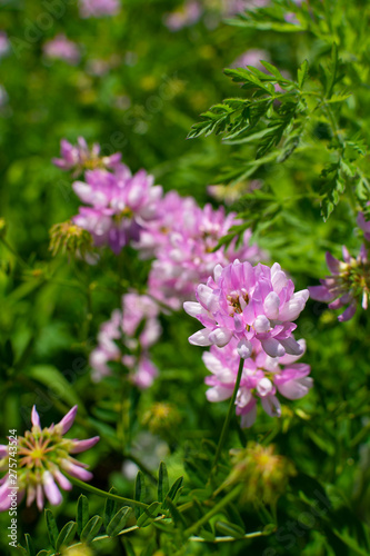 Pink wildflowers