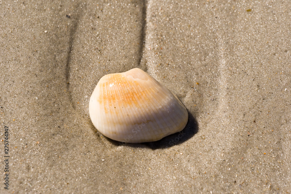 shell on the beach 13 shell on the beach 13