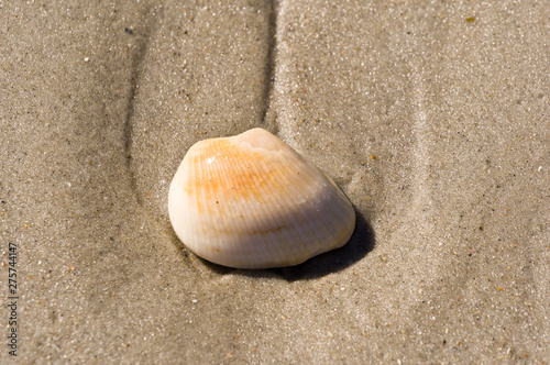 shell on the beach 13