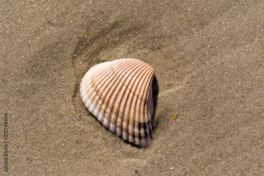 shell on the beach 9 shell on the beach 9