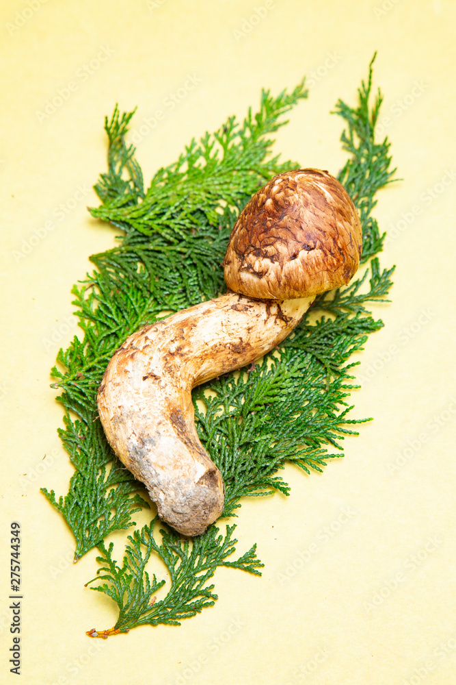 Japanese Matsutake mushroom on the bamboo basket Japanese Matsutake mushroom on the bamboo basket