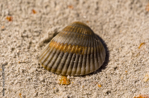 shell on the beach 7