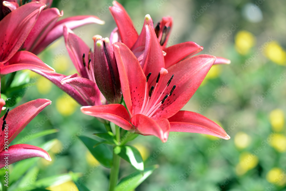 Beautiful flowers of red lily in the summer garden