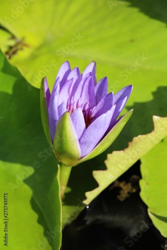 Beautiful lotus in the pond with nature