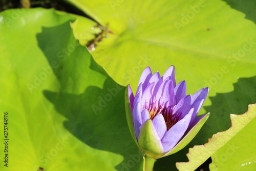 Beautiful lotus in the pond with nature