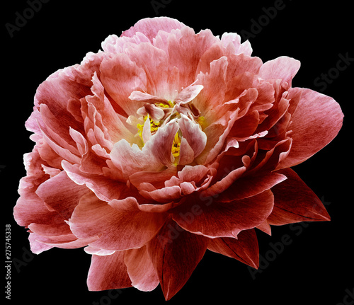 Fototapeta Naklejka Na Ścianę i Meble -  Peony flower red on the black isolated background with clipping path. Nature. Closeup no shadows. Garden flower.