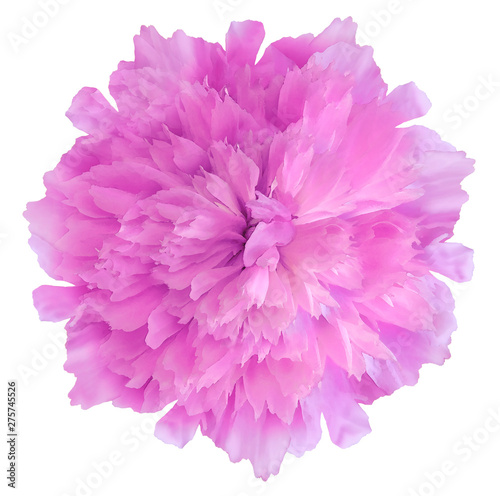 Watercolor flower pink peony.on  a white isolated background with clipping path. Nature. Closeup no shadows. Garden flower.