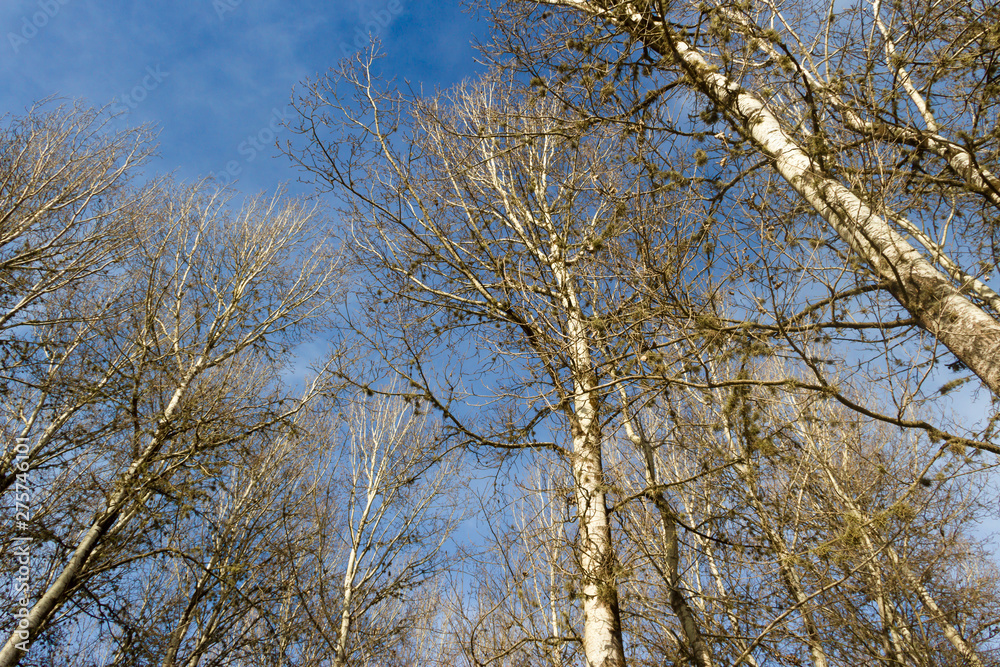 bottom view of the leafless pines in winter bottom view of the leafless pines in winter
