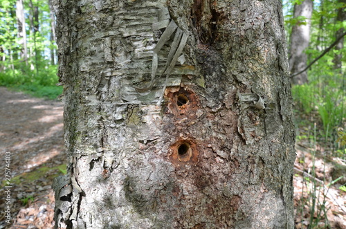 woodpecker holes in tree with brown peeling bark