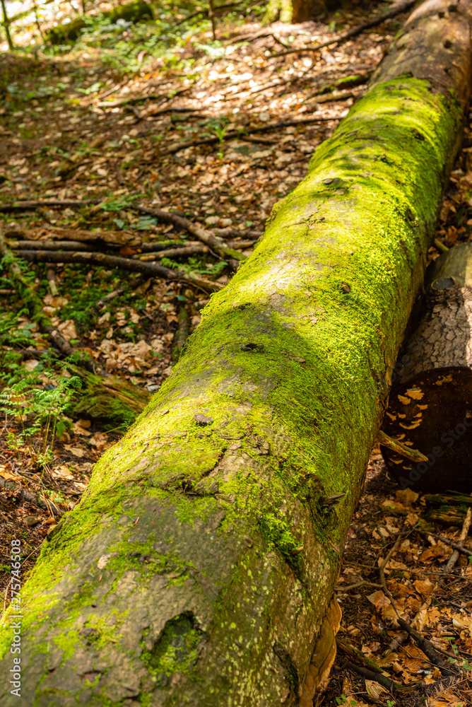 Bright colourful green moss on a tree trunk on a wood glade Bright colourful green moss on a tree trunk on a wood glade