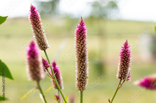 flowers