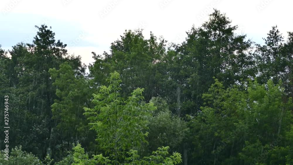 It is raining and drops fall from tree branches in the park. Bad summer weather. It is raining and drops fall from tree branches in the park. Bad summer weather.
