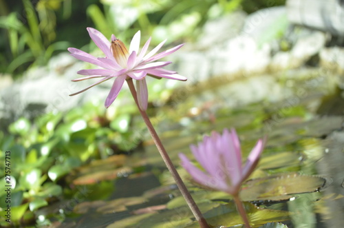 nenufar flor de loto