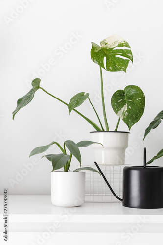 Modern houseplants in white pots and black watering can with white wall, minimal creative home decor concept, Monstera Deliciosa Variegata Thai Constellation and Philodendron Hastatum