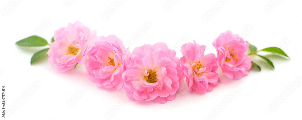 Pink rose flower background.