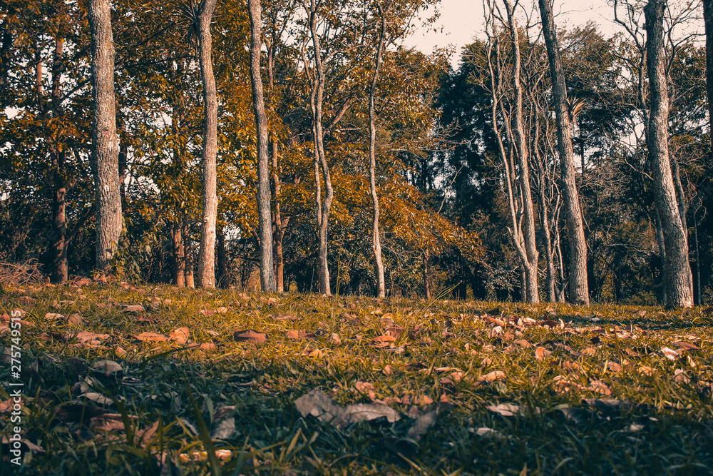autumn trees