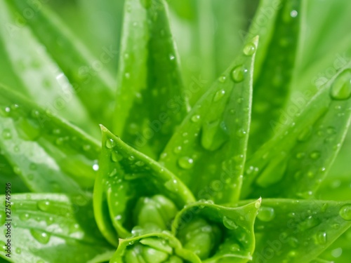 Natural background of a green plant with drops after rain