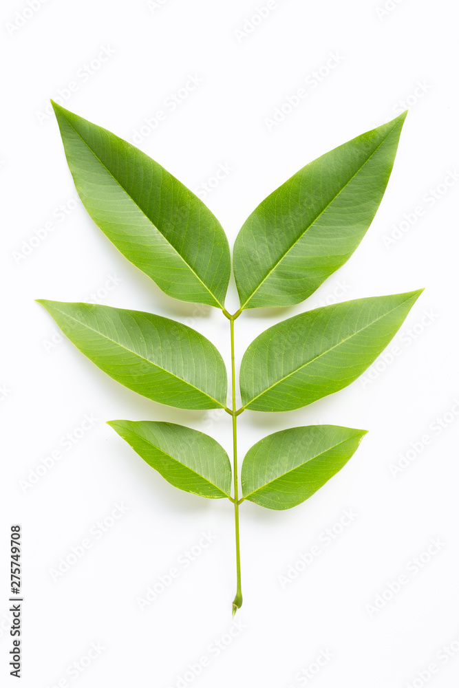 Green leaves  on white background.