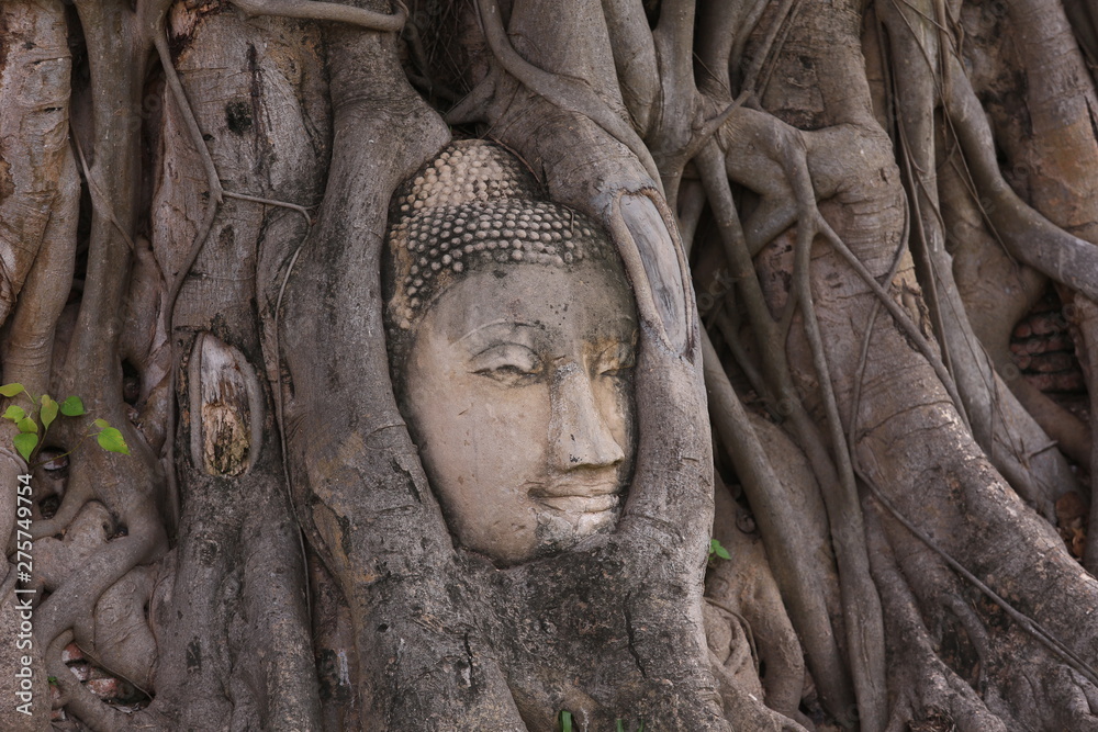 Buddha Head in Big tree at Wat Mahathat Thailand
