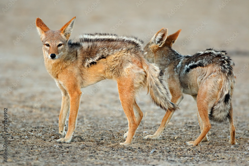 Fototapeta premium A pair of black-backed jackals (Canis mesomelas), Kalahari desert, South Africa.