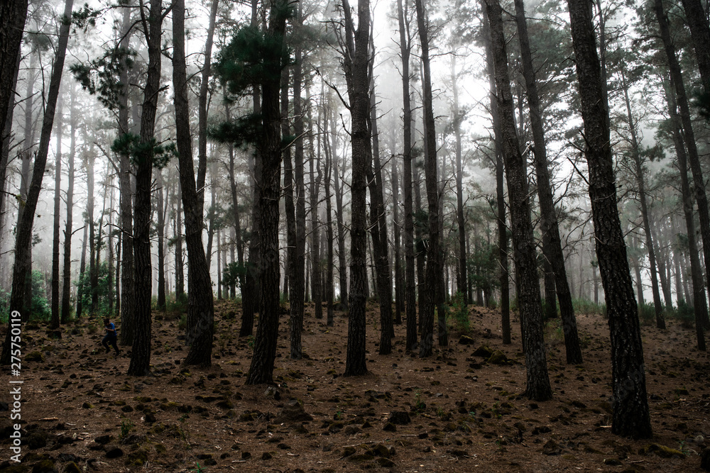 Naklejka premium morning in the forest