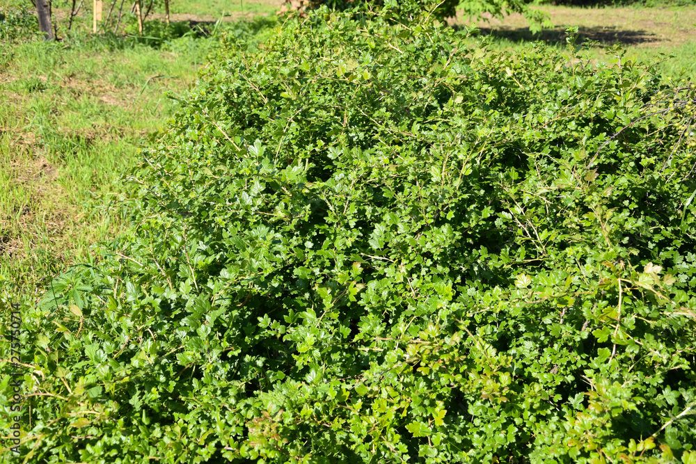 rows of green gooseberry plants in the garden rows of green gooseberry plants in the garden