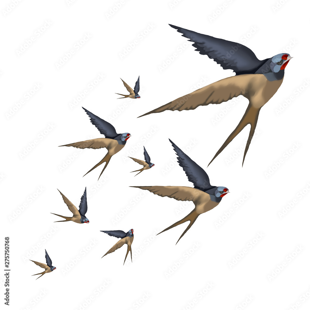 Fototapeta premium Swallow. Birds in flight, isolated on white background.